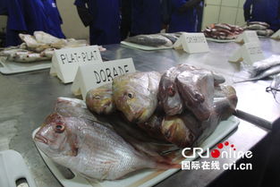 中塞攜手打造漁業(yè)明珠 水產(chǎn)品加工廠躍升塞內(nèi)加爾行業(yè)龍頭